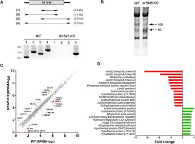 Genetic and Functional Analyses of Archaeal ATP-Dependent RNA Ligase in C/D Box sRNA Circularization and Ribosomal RNA Processing